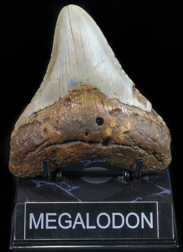 Megalodon Tooth - North Carolina #59034